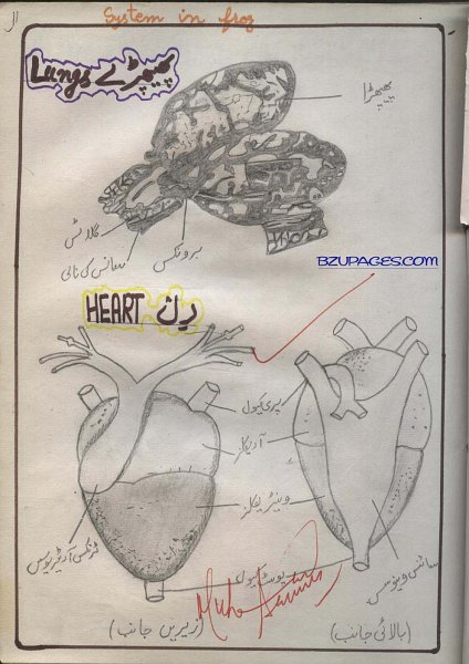 11 Lung & Hearts of Frog (Phaiphray aur Dil).jpg